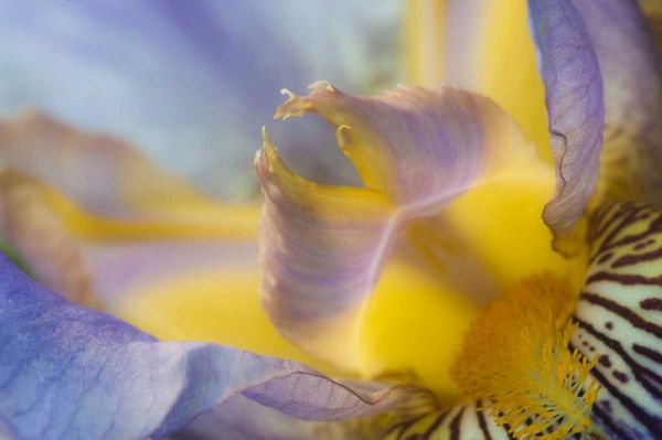 USA, Pennsylvania Macro of iris flower interior